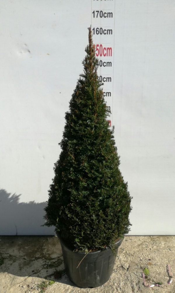 taxus-baccata